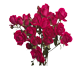 گل رز مینیاتوری آلیسیا